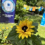 Sázením slunečnic jsme podpořili pacienty s roztroušenou sklerózou