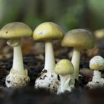 Houby, zmije i bazénová chemie. Co letos řeší TIS?