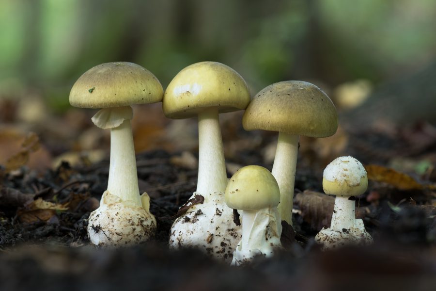 Houby, zmije i bazénová chemie. Co letos řeší TIS?